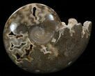 Polished Ammonite With Crystal Chambers - Morocco #35286-2